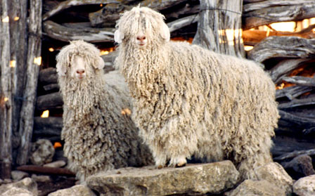 Angora-Mohair Sheep